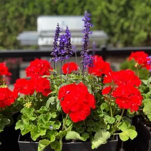 Meet your Posher, Marie